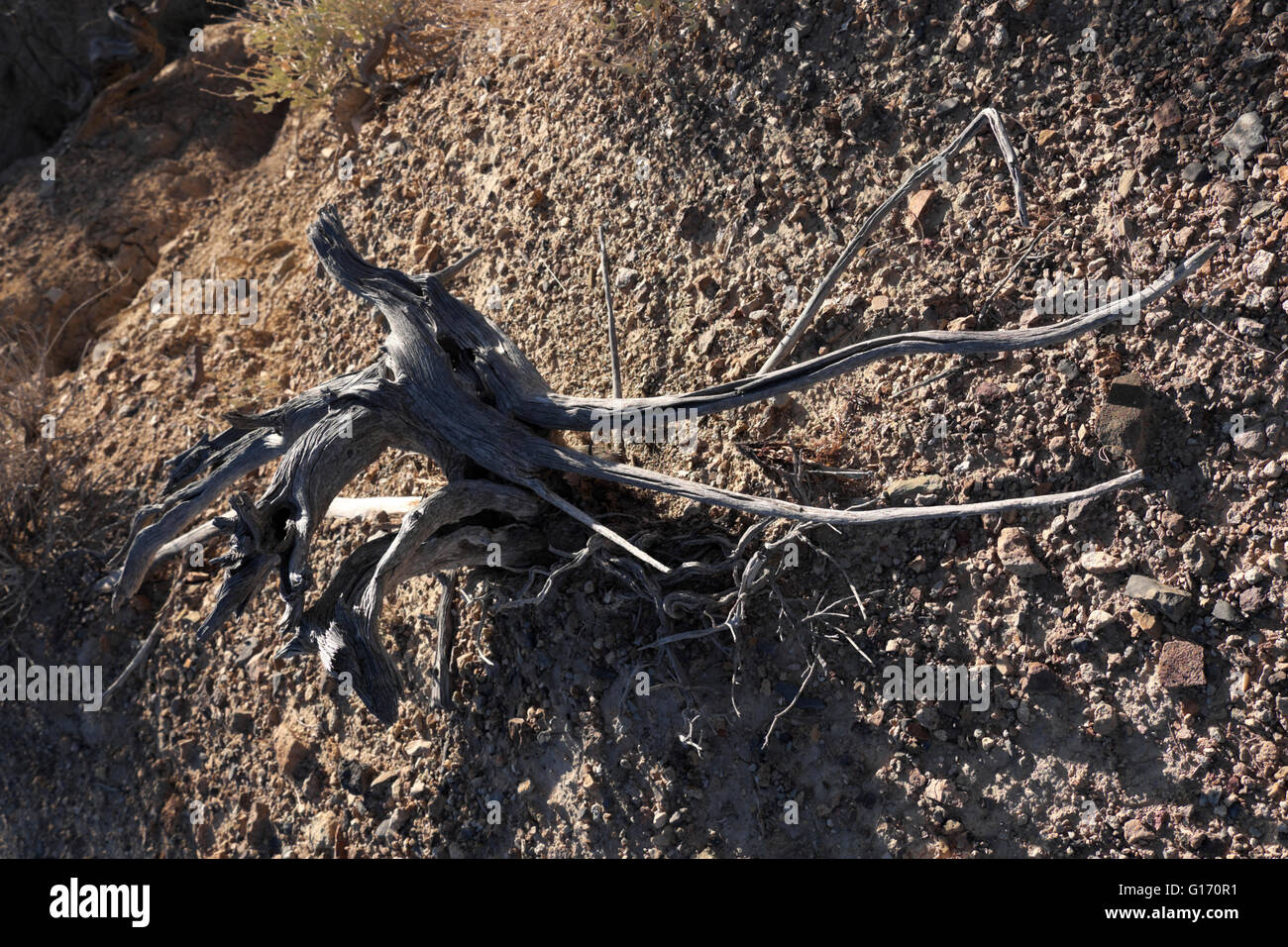 Dried, bent wood – creosote or mesquite – on the desert floor in Big Bend National Park. Stock Photo