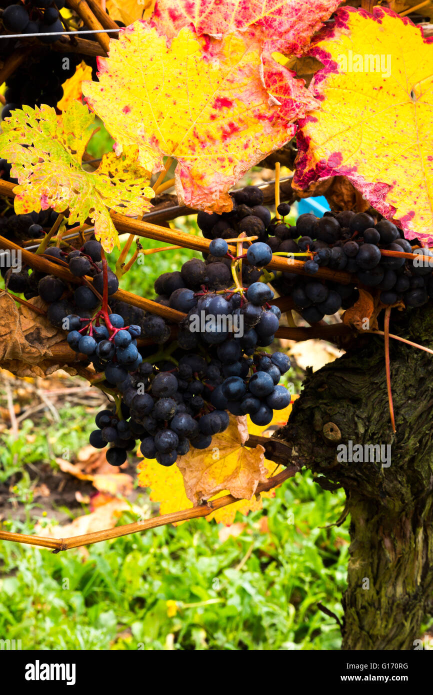 Autumn vines at Halfpenny Green Vineyards, Bobbington, South Staffordshire. Home of the famous Penny Red. Stock Photo