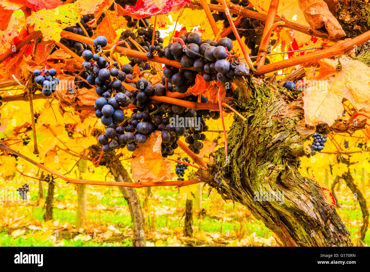 Autumn vines at Halfpenny Green Vineyards, Bobbington, South Staffordshire. Home of the famous Penny Red. Stock Photo