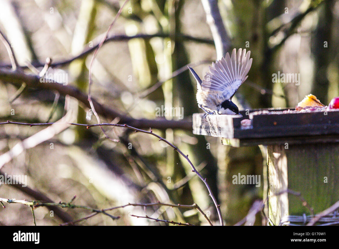 A Nuthatch showing flight feathers eating at a bird table Stock Photo