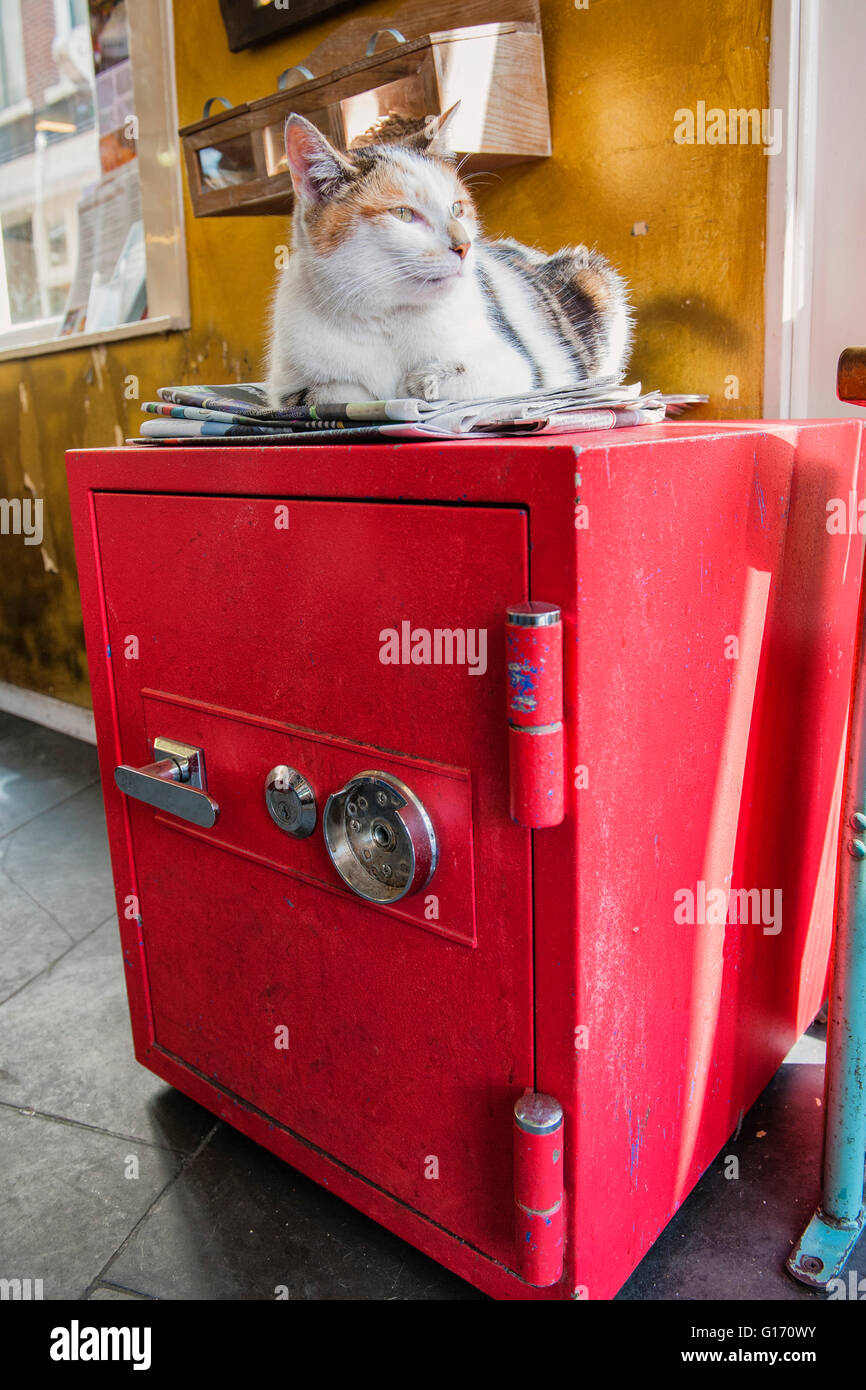 Amsterdam, Netherlands. A nice relaxed cat, like a statue, on an old red safe in a bar enjoying a sunny day. Stock Photo