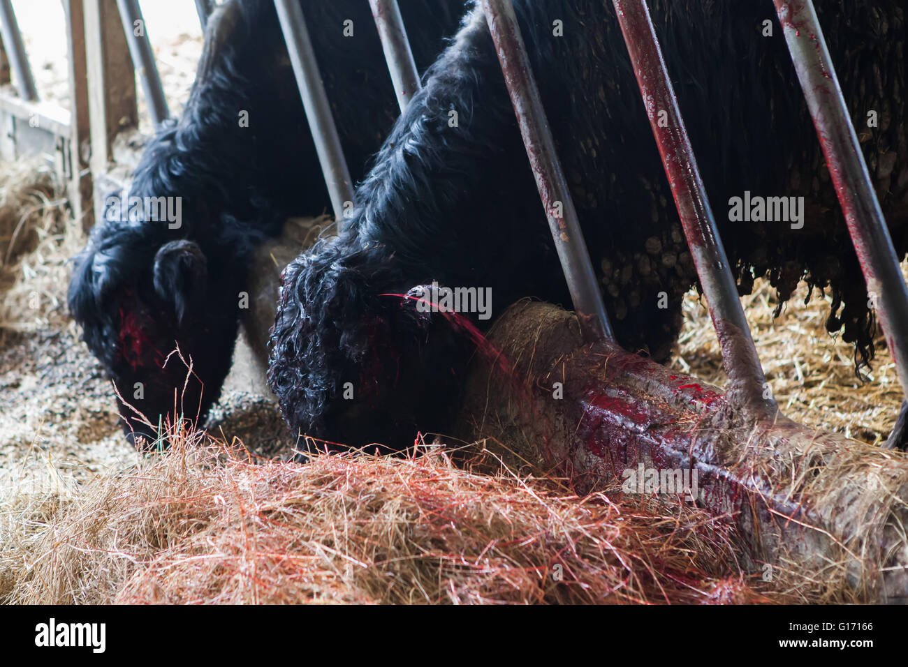 A Welsh black bull that has just been de-horned and the blood is squirting out of its arteries Stock Photo