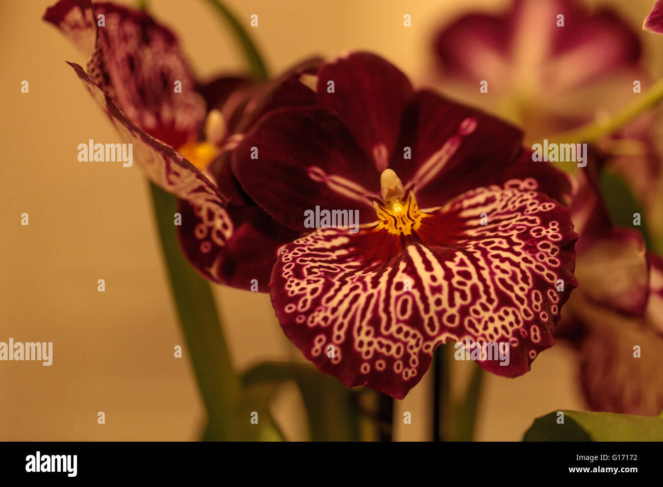 Macro of the deep pink pattern on a white pansy orchid Miltoniopsis background in spring. Stock Photo