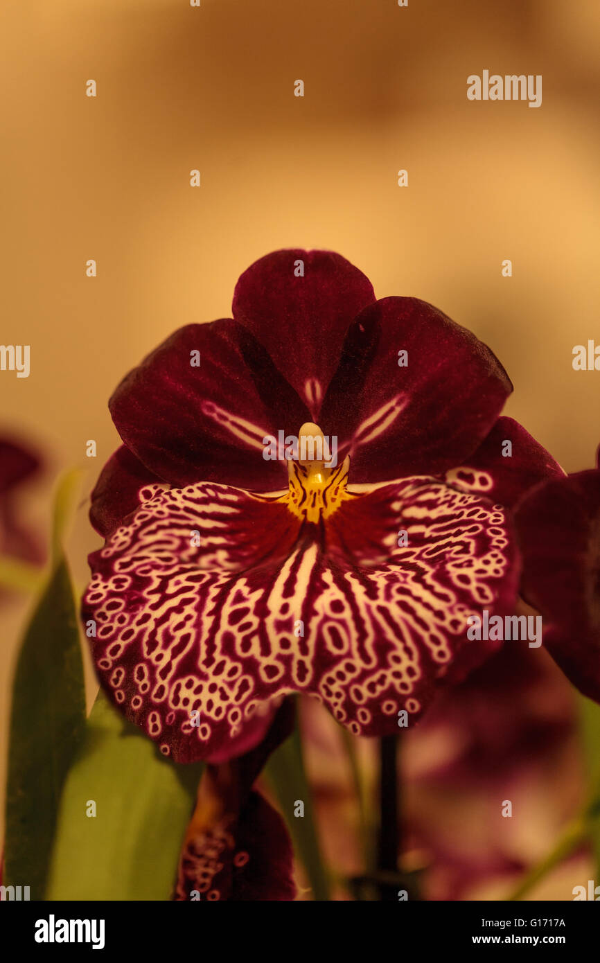 Macro of the deep pink pattern on a white pansy orchid Miltoniopsis background in spring. Stock Photo