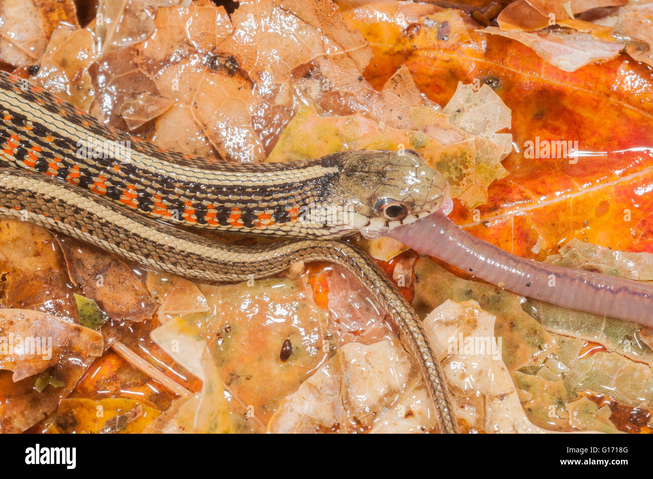 Redsided garter snake, Thamnophis sirtalis parietalis; native to North