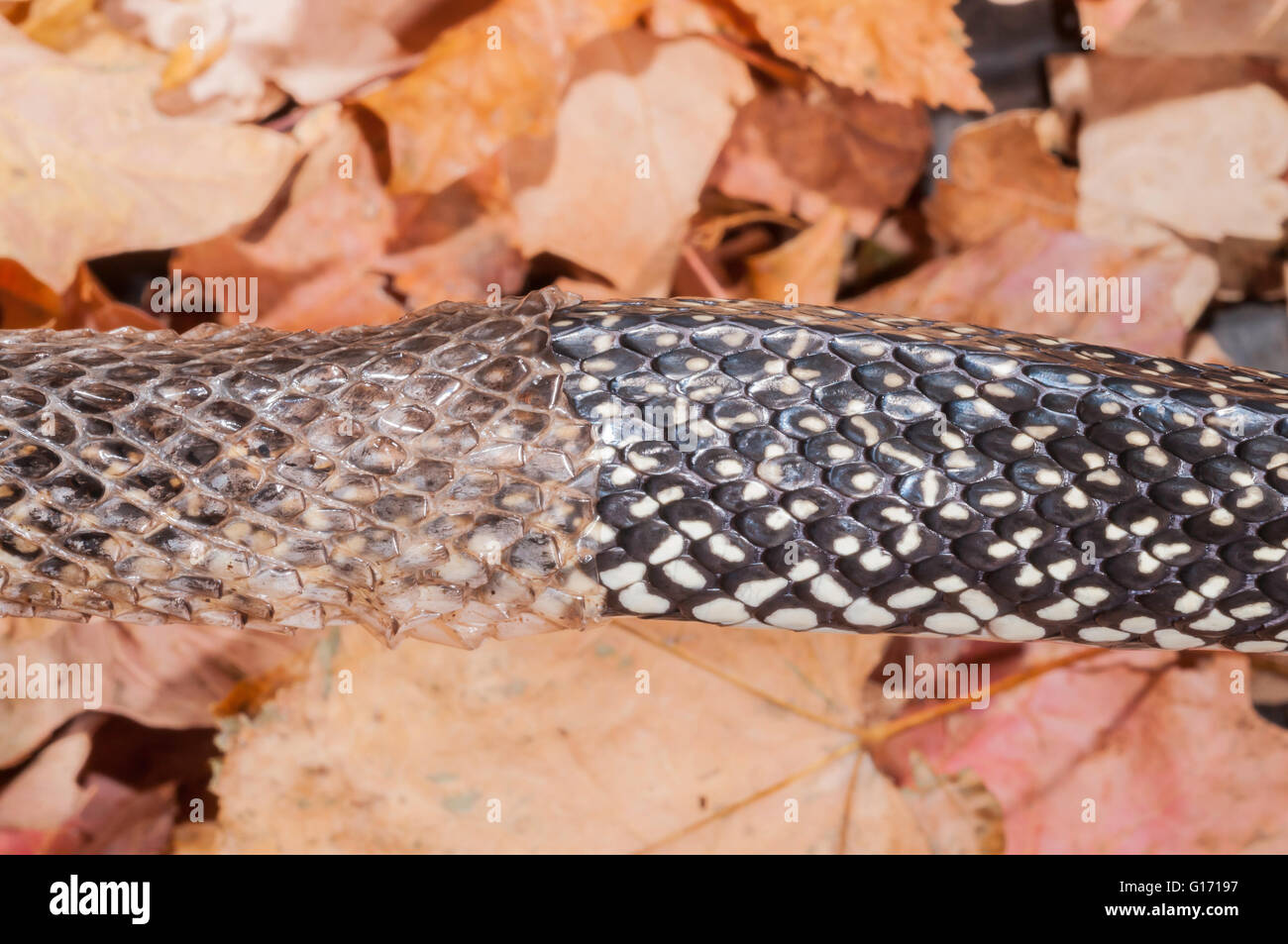 Speckled kingsnake, Lampropeltis getula holbrooki, native to southern and central USA Stock Photo