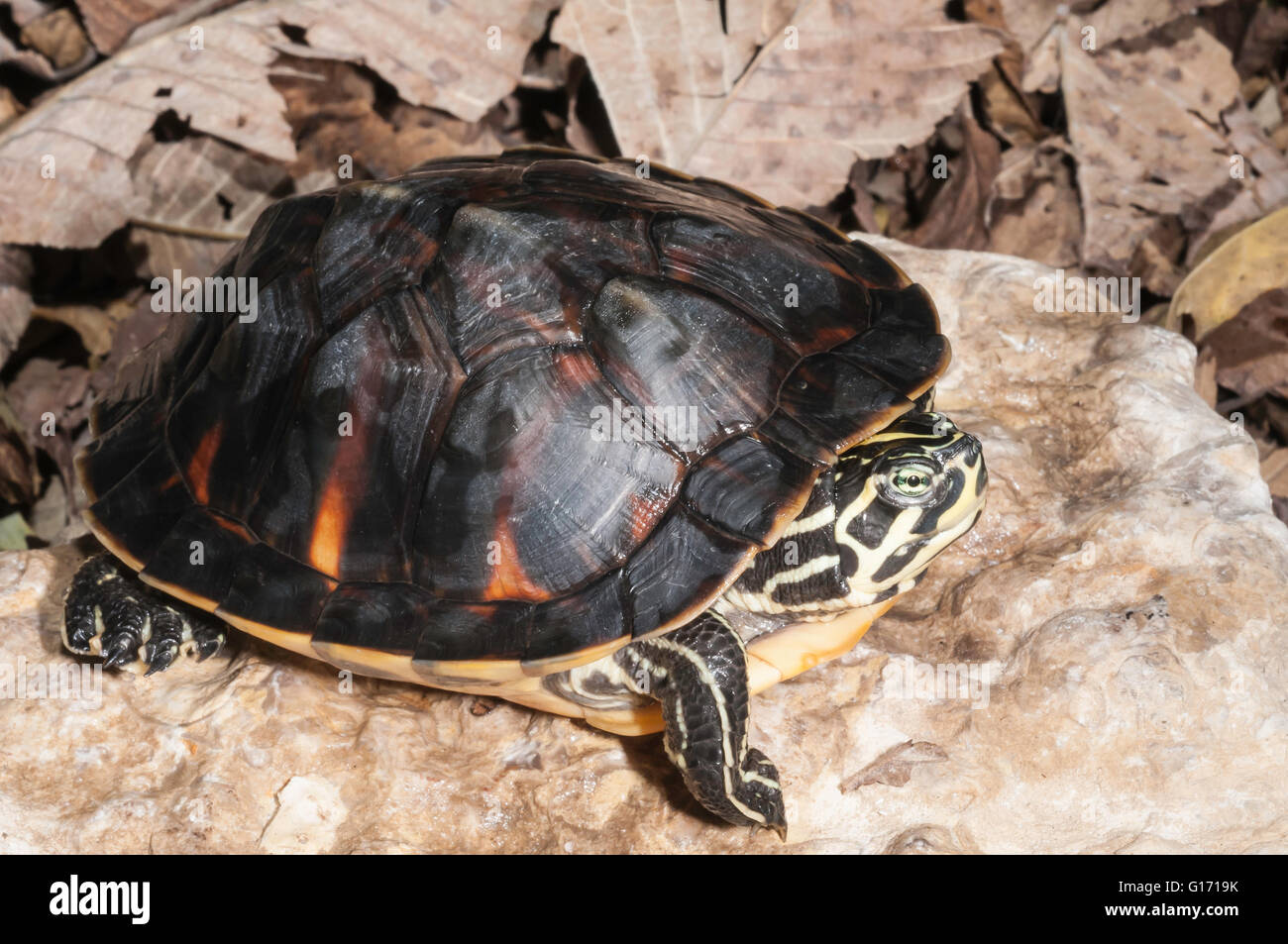 Florida red-bellied cooter/turtle, Pseudemys nelsoni, native from Georgia to Florida Stock Photo