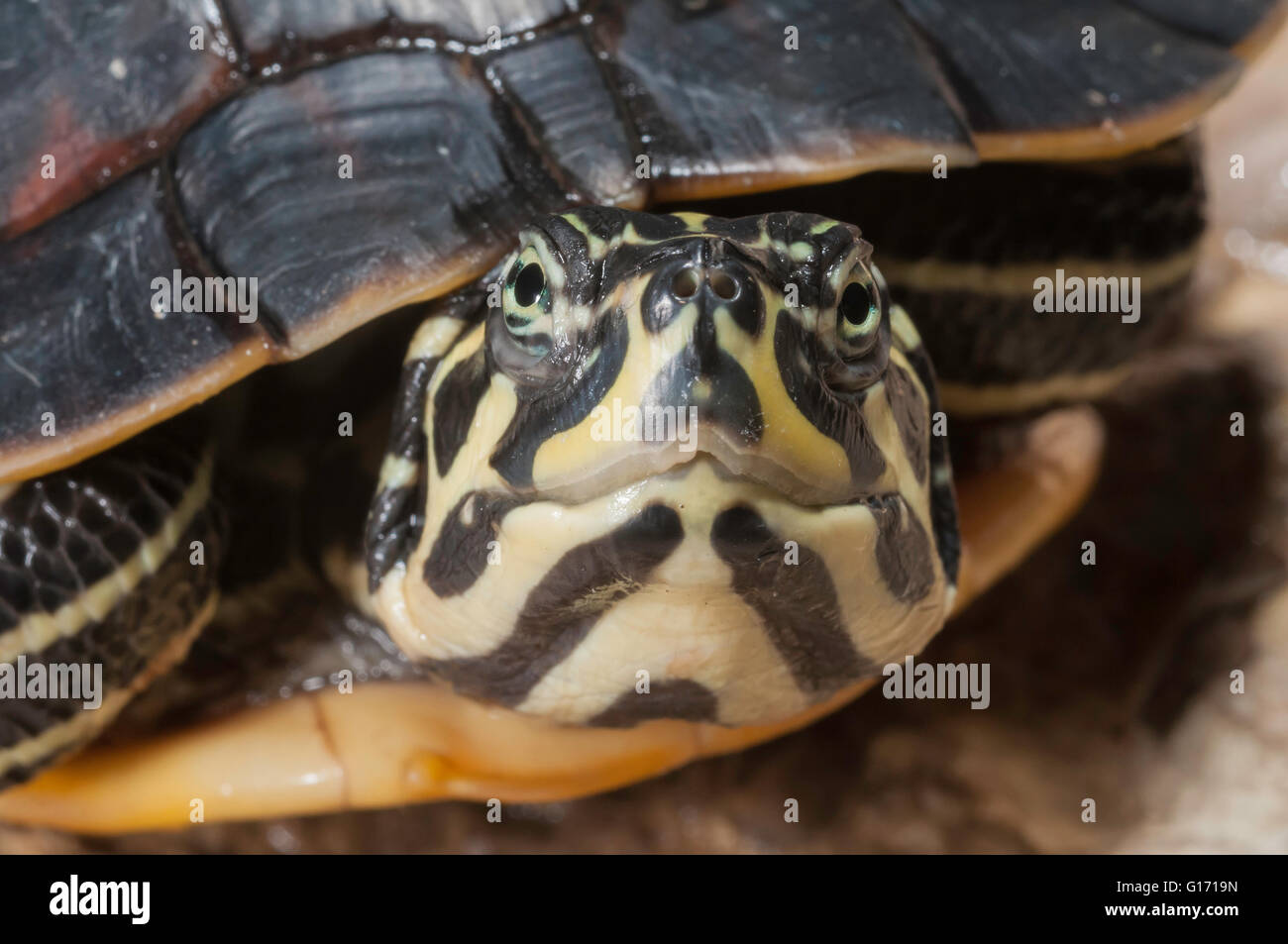 Florida red-bellied cooter/turtle, Pseudemys nelsoni, native from Georgia to Florida Stock Photo