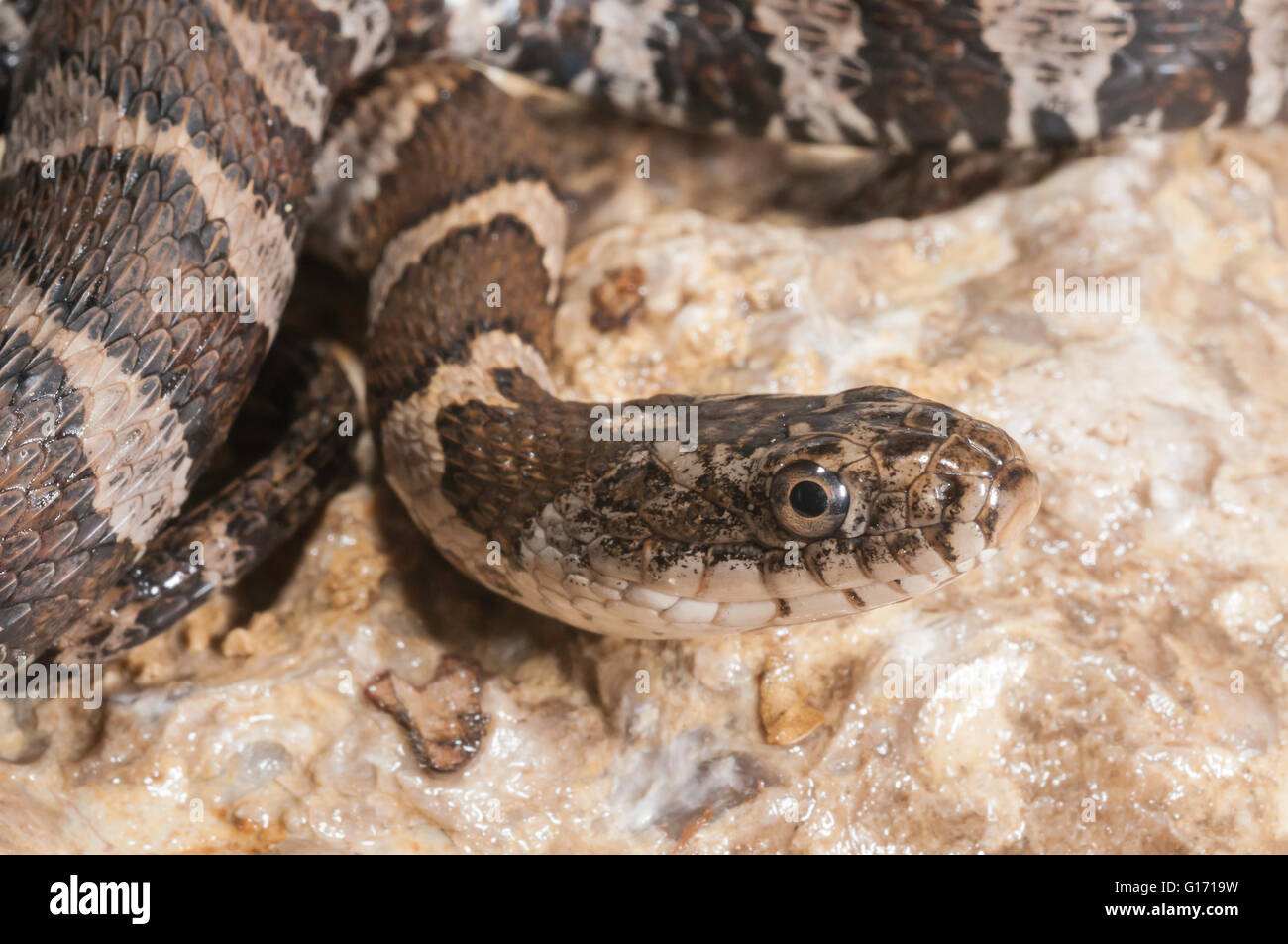 Northern water snake, Nerodia sipedon; native to North America Stock Photo