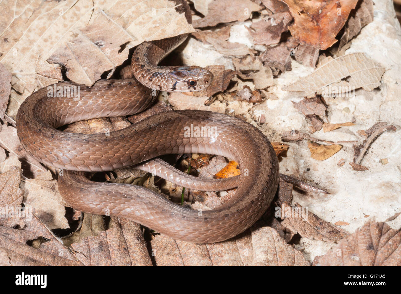 Midland little brown snake, Storeria dekayi wrightorum, native from