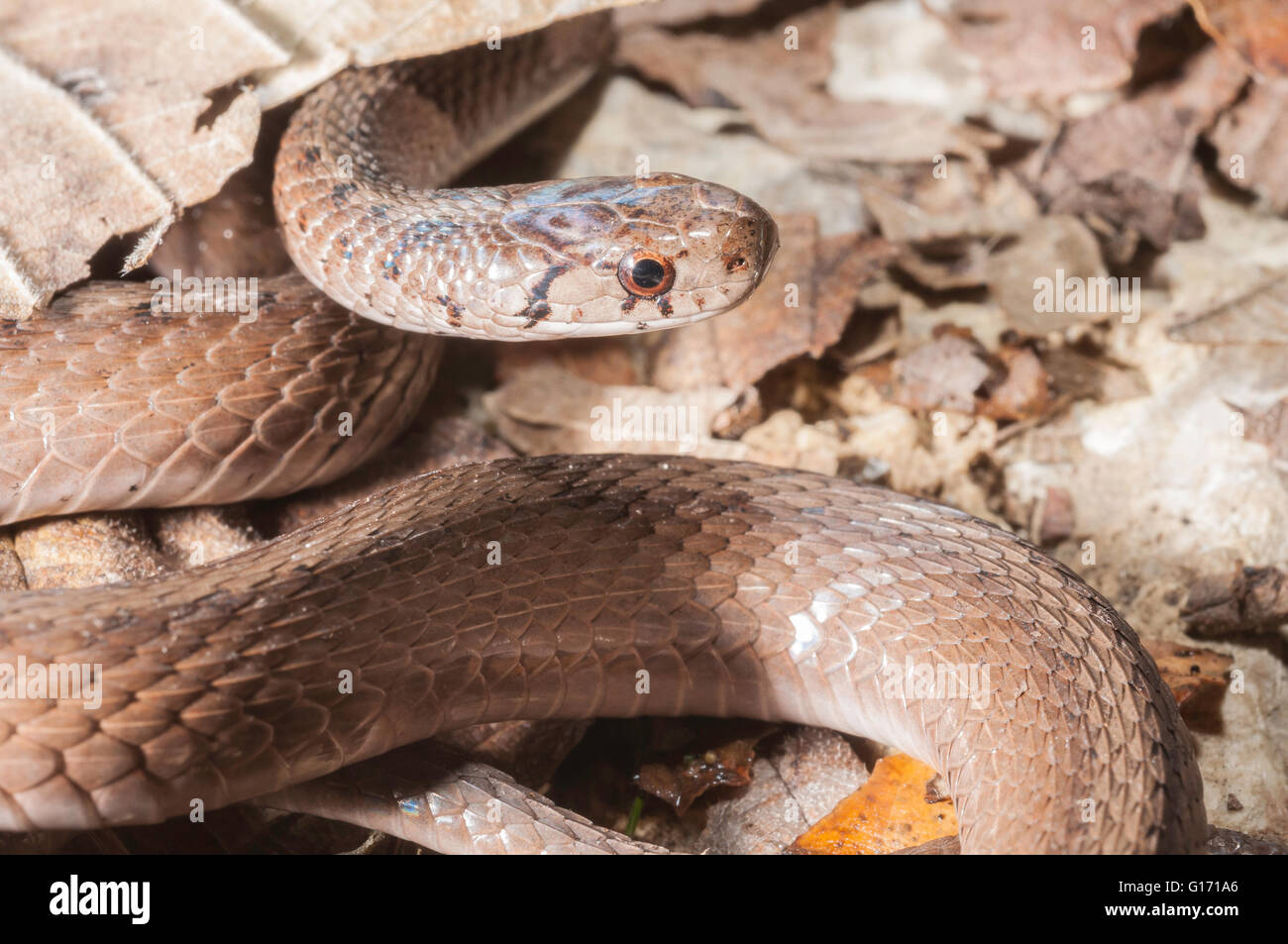 Midland little brown snake, Storeria dekayi wrightorum, native from