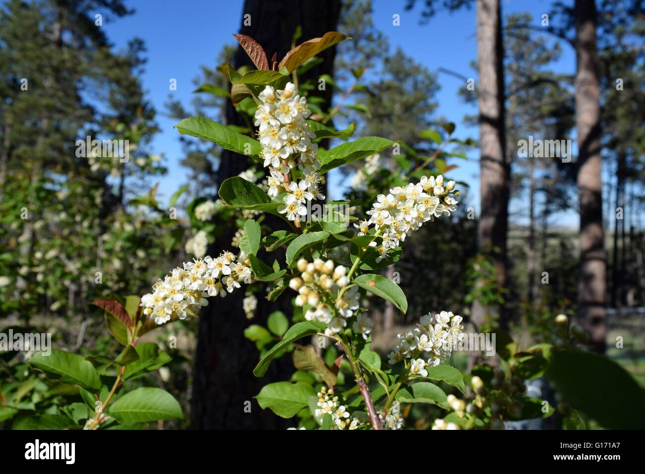 Choke cherry bush hires stock photography and images Alamy