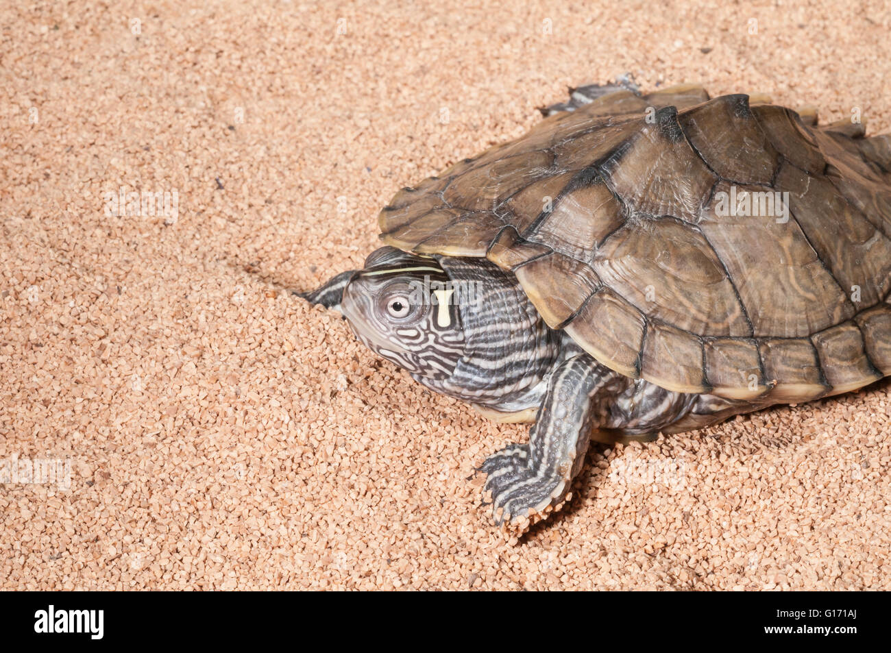 Mississippi map turtle, Graptemys pseudogeographica kohni; native to Mississippi Valley, Illinois to Texas Stock Photo