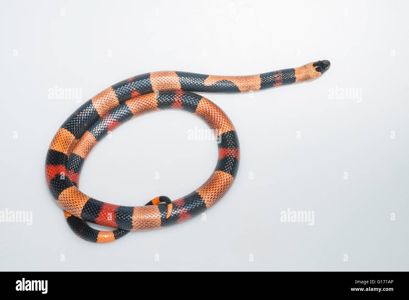 Pueblan milk snake, Lampropeltis triangulum campbelli, orange phase; native to Mexico; cutout with white background Stock Photo
