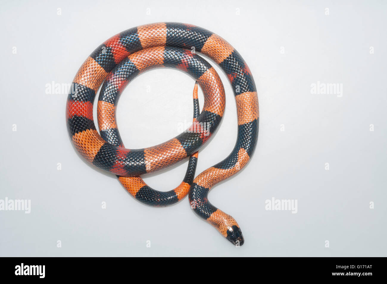 Pueblan milk snake, Lampropeltis triangulum campbelli, orange phase; native to Mexico; cutout with white background Stock Photo