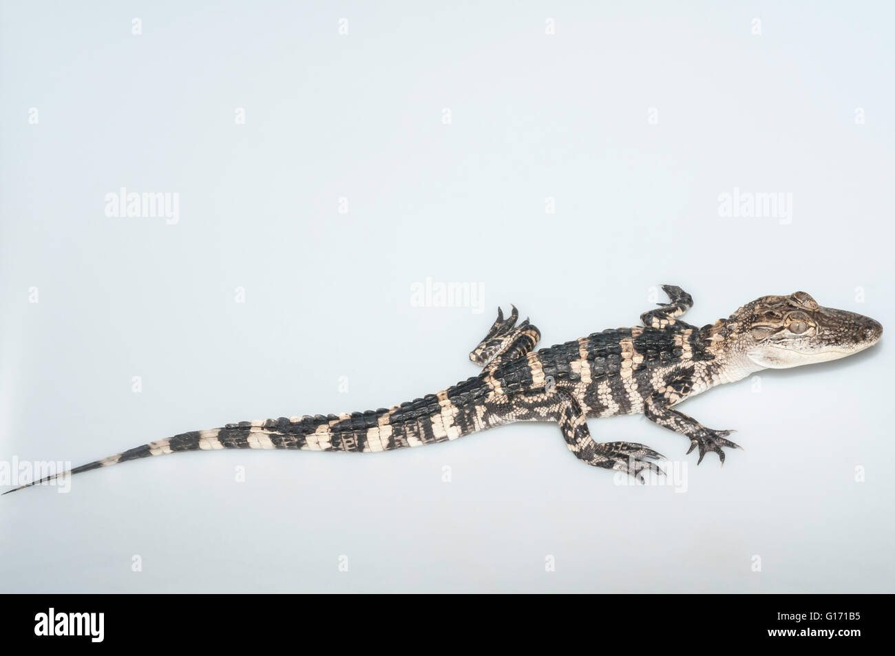 American alligator, Alligator mississippiensis, two years old; cutout