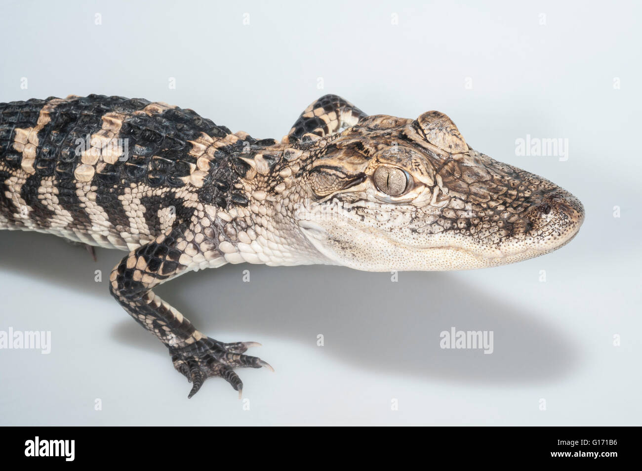 American alligator, Alligator mississippiensis, two years old; cutout
