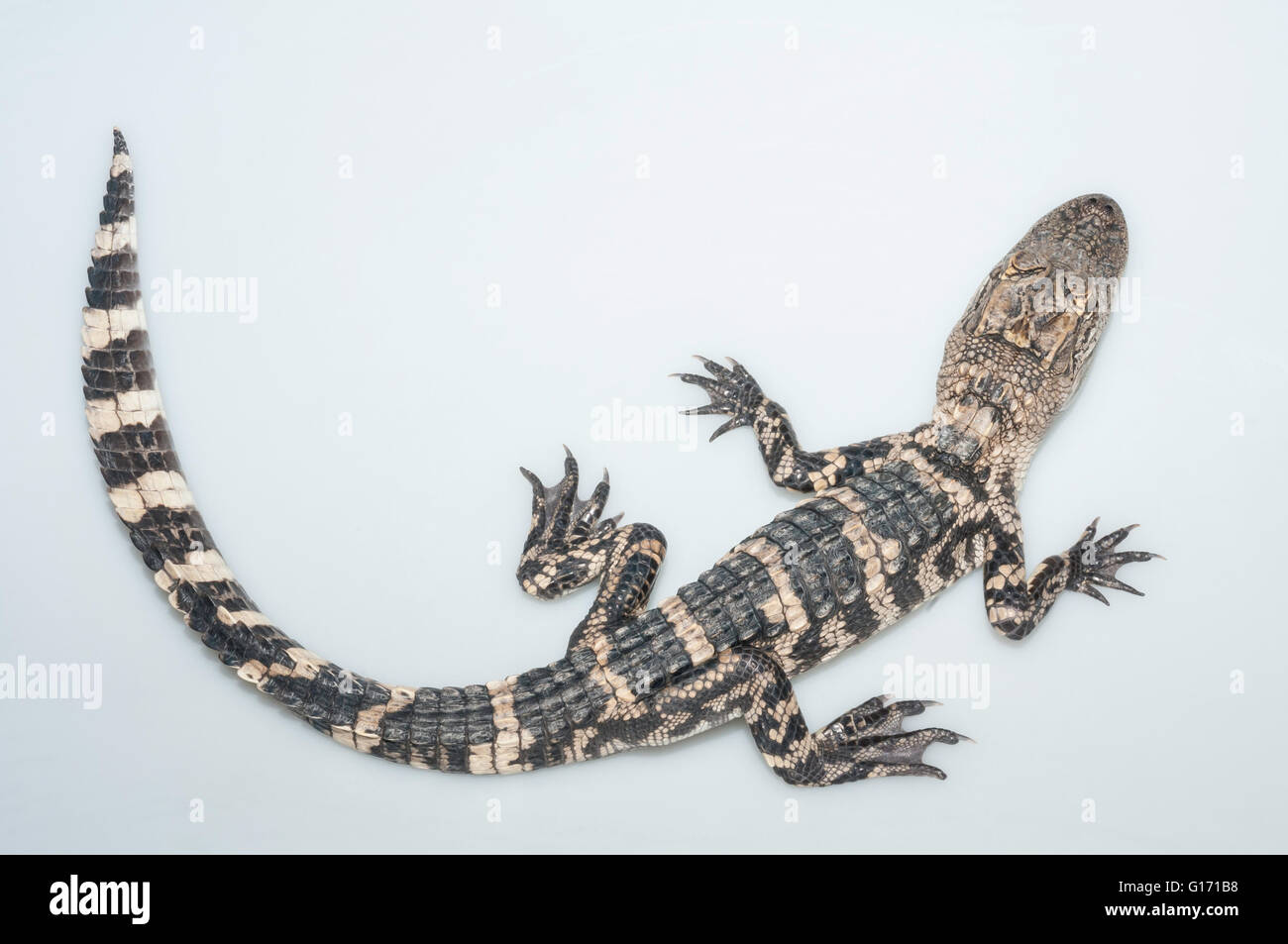 American alligator, Alligator mississippiensis, two years old; cutout