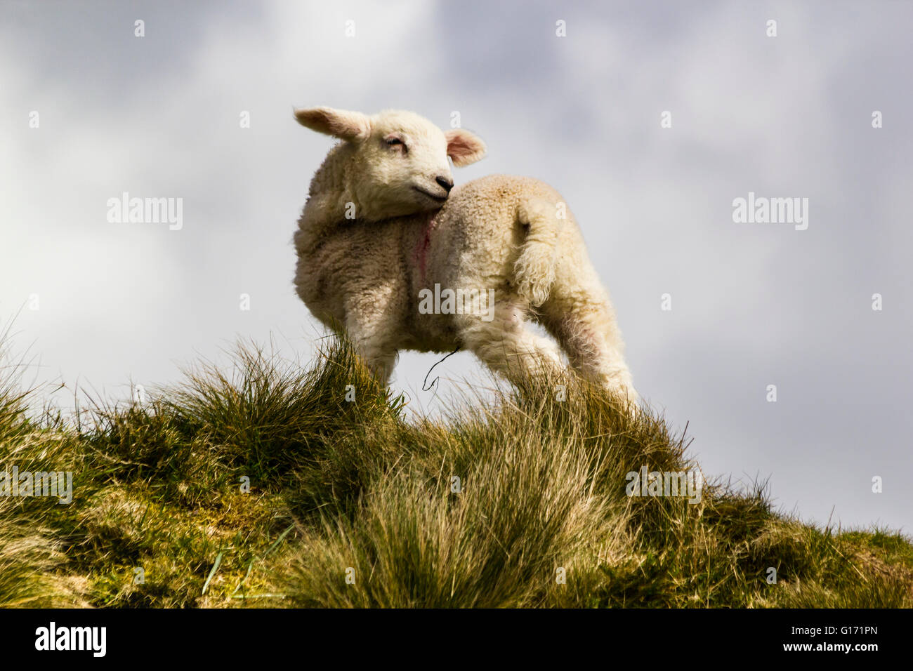 Lamb on a grassy bank set against a blue sky with clouds.  South Hams, Devon, England. Spring 2016. Stock Photo