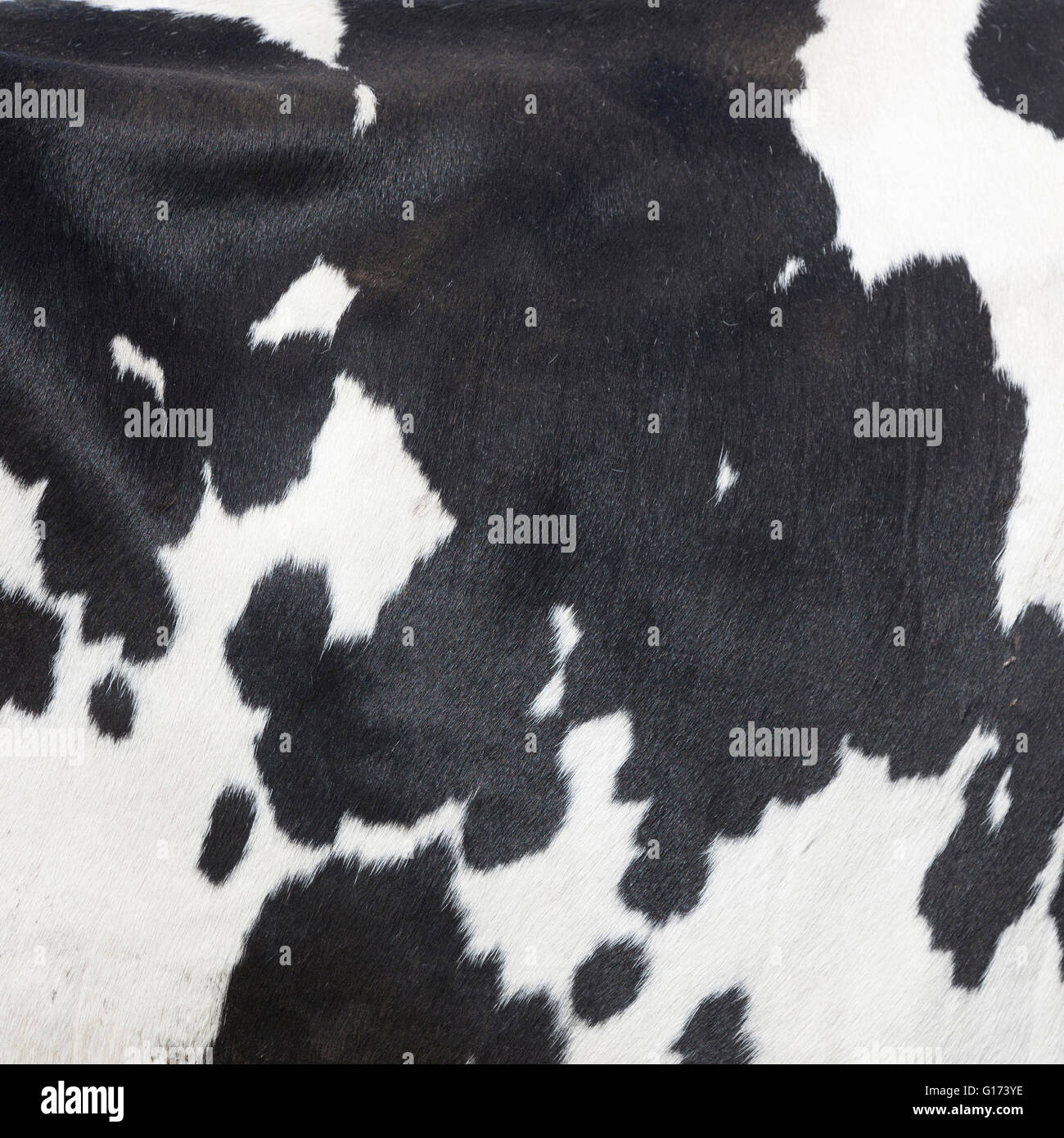 square picture with abstract pattern of black and white spots on side of cow Stock Photo