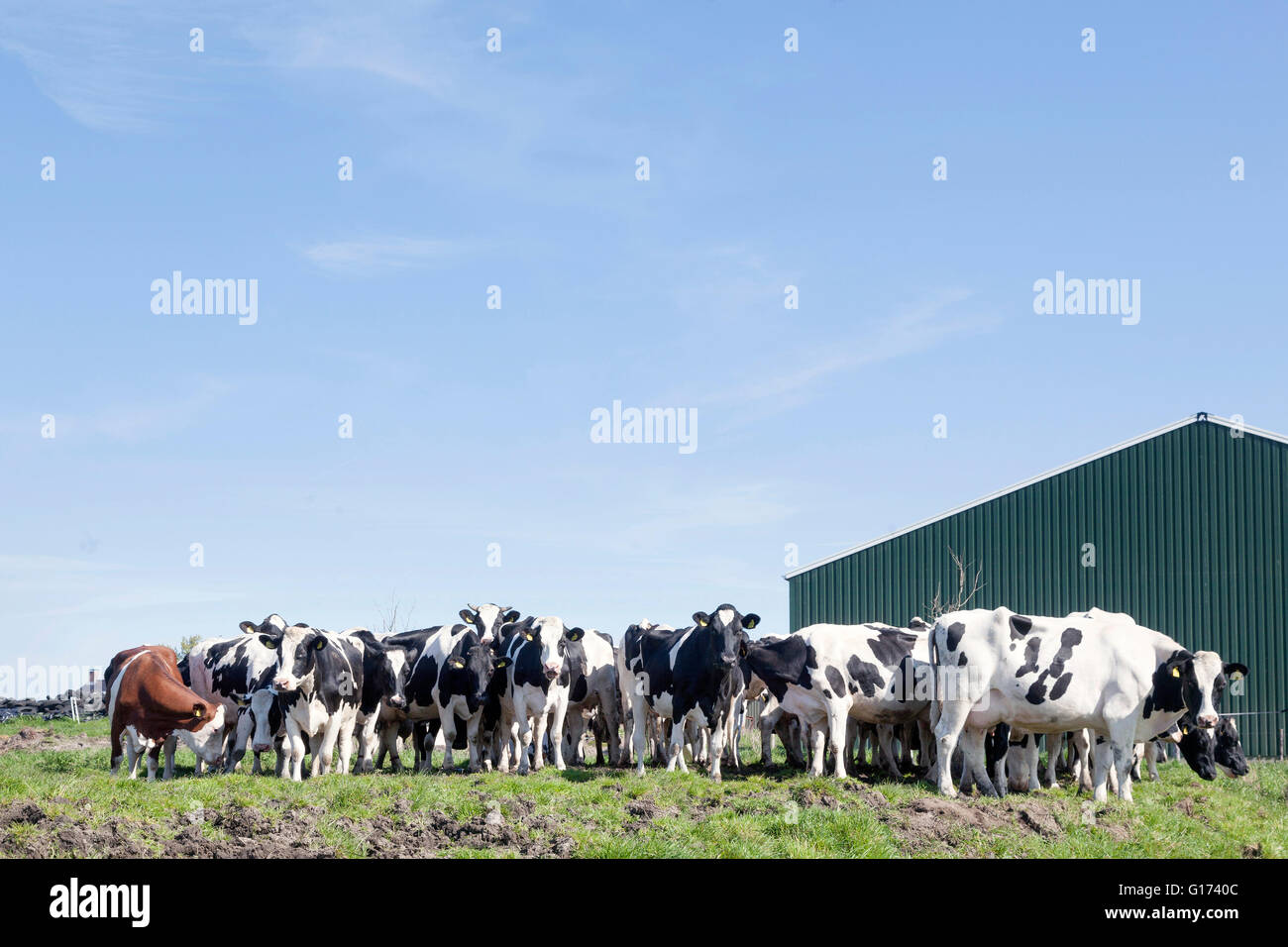 black and white cows in green grassy dutch spring meadow under blue sky ...