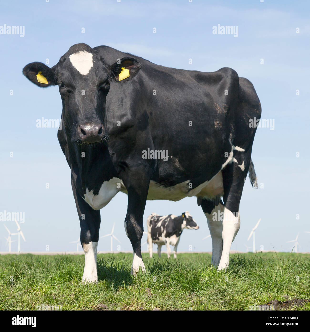 black and white cow stares in green grassy dutch spring meadow under ...