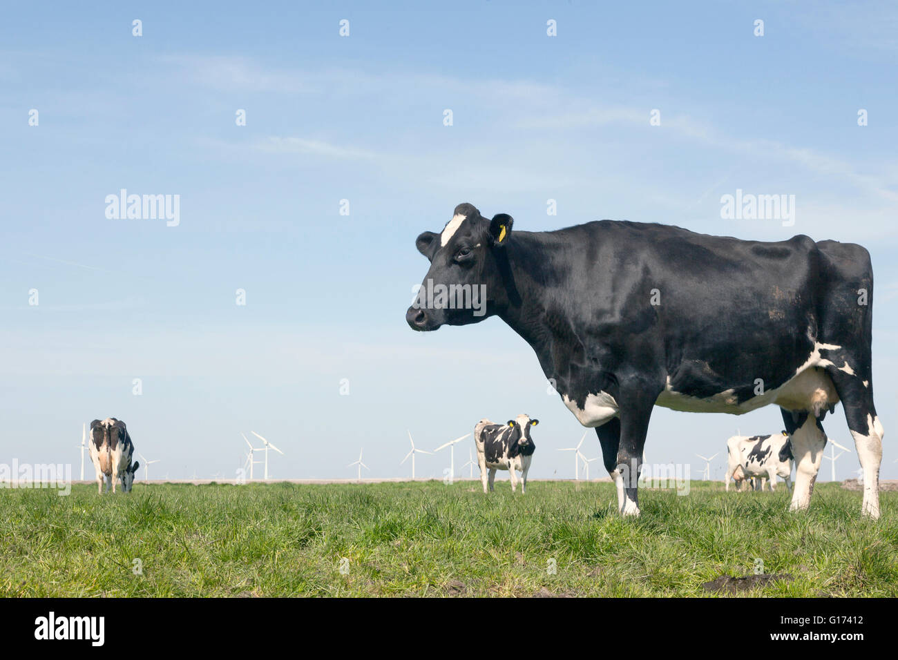 black and white cow in sunny dutch green meadow under blue sky on ...