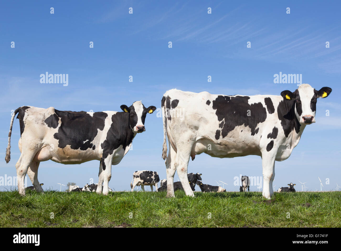 black and white cows in green grassy dutch spring meadow under blue sky ...
