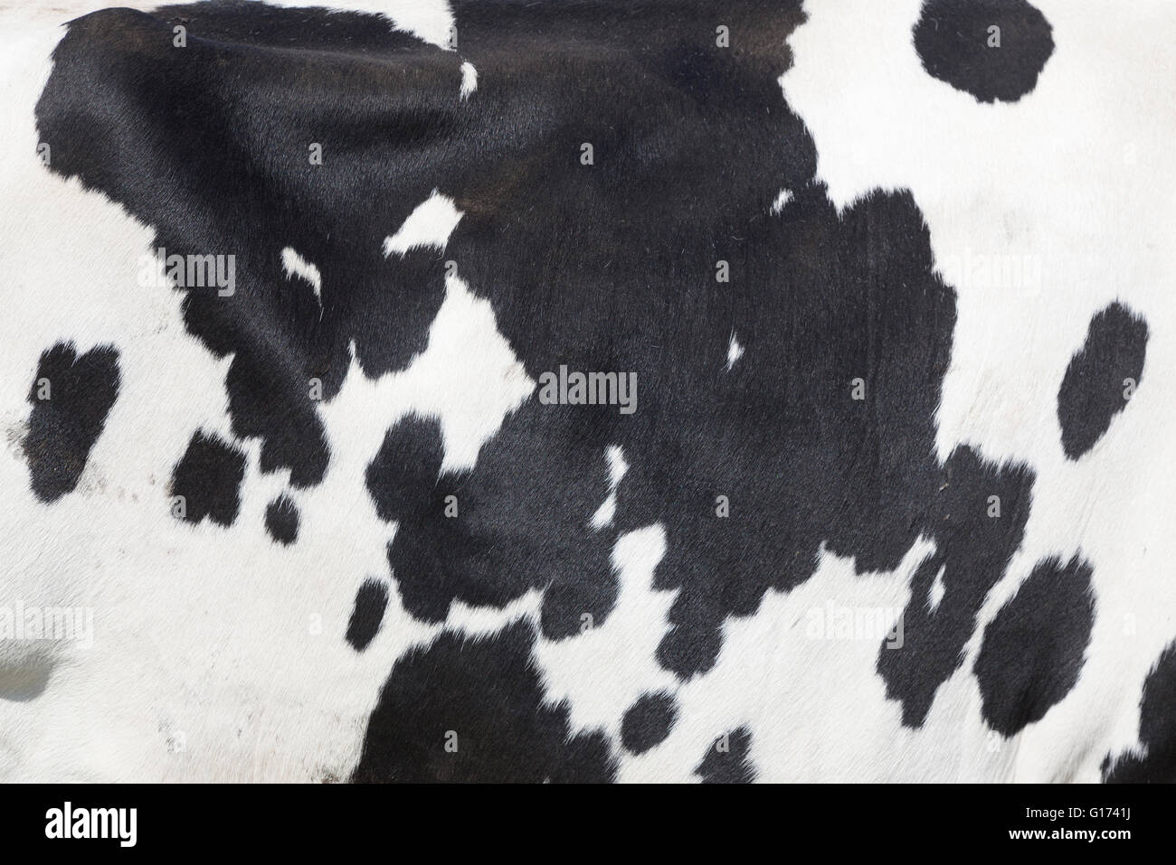 abstract pattern of black and white spots on side of cow Stock Photo