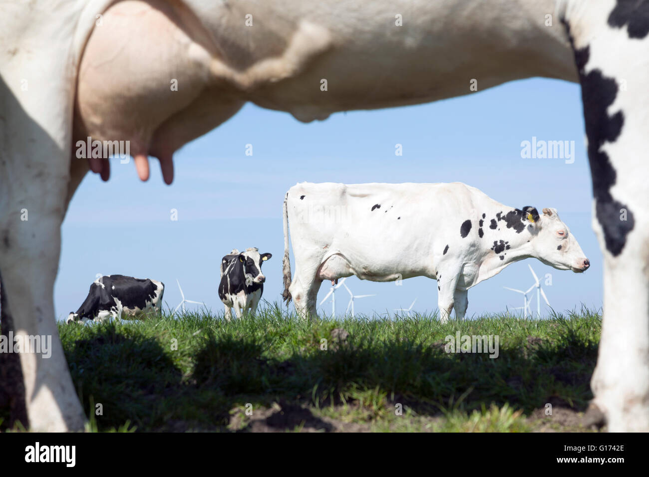 black and white cows in green grassy dutch spring meadow under blue sky ...