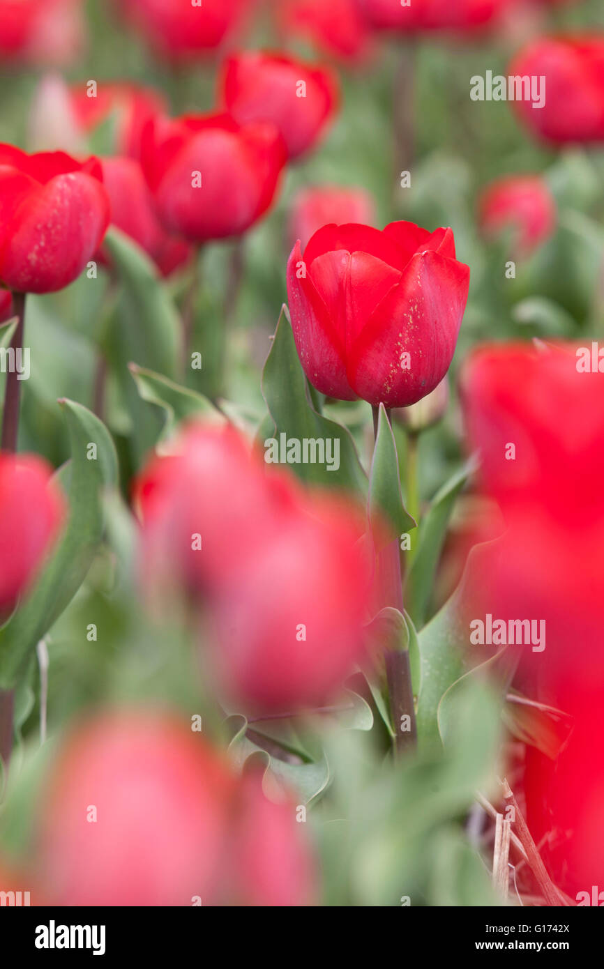 colorful tulips in dutch flower field in the netherlands Stock Photo ...