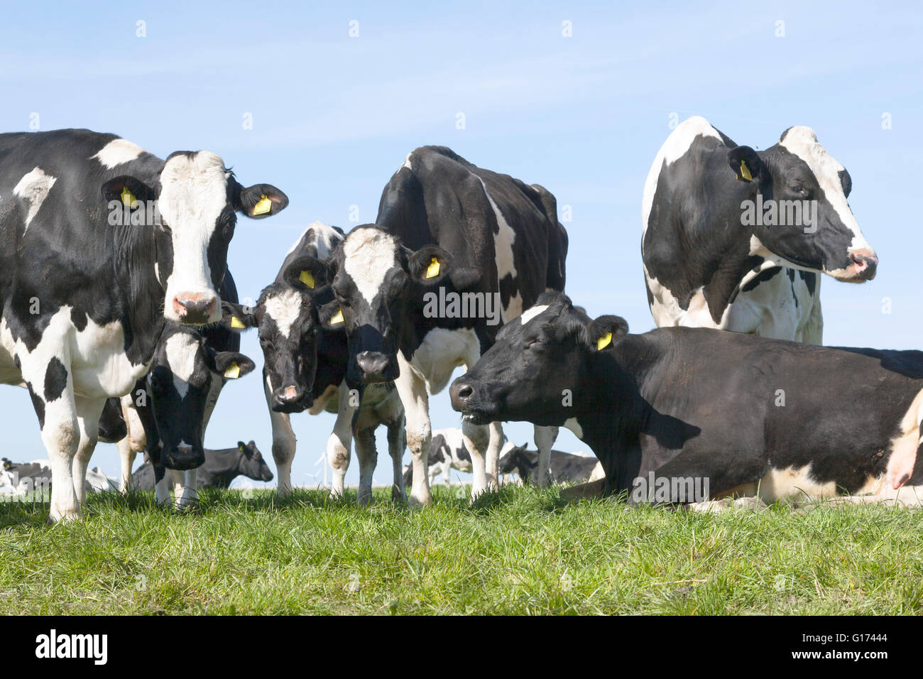 black and white cows in meadow with blue sky Stock Photo - Alamy
