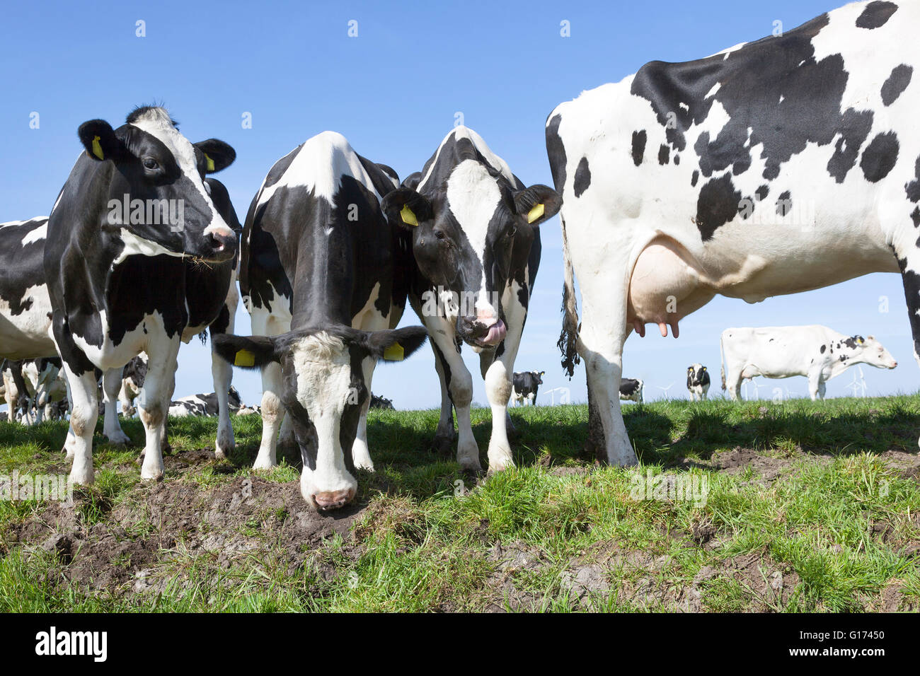 black and white cows in meadow with blue sky Stock Photo - Alamy