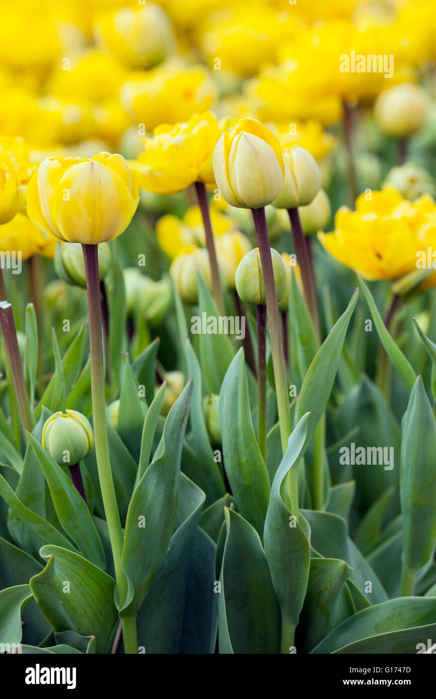 colorful tulips in dutch flower field in the netherlands Stock Photo ...