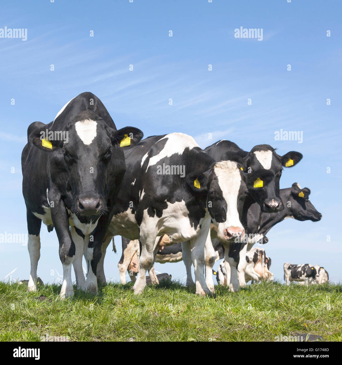 black and white cows in meadow with blue sky Stock Photo - Alamy