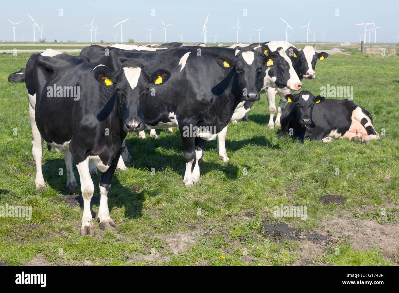 black and white cows in meadow with blue sky Stock Photo - Alamy