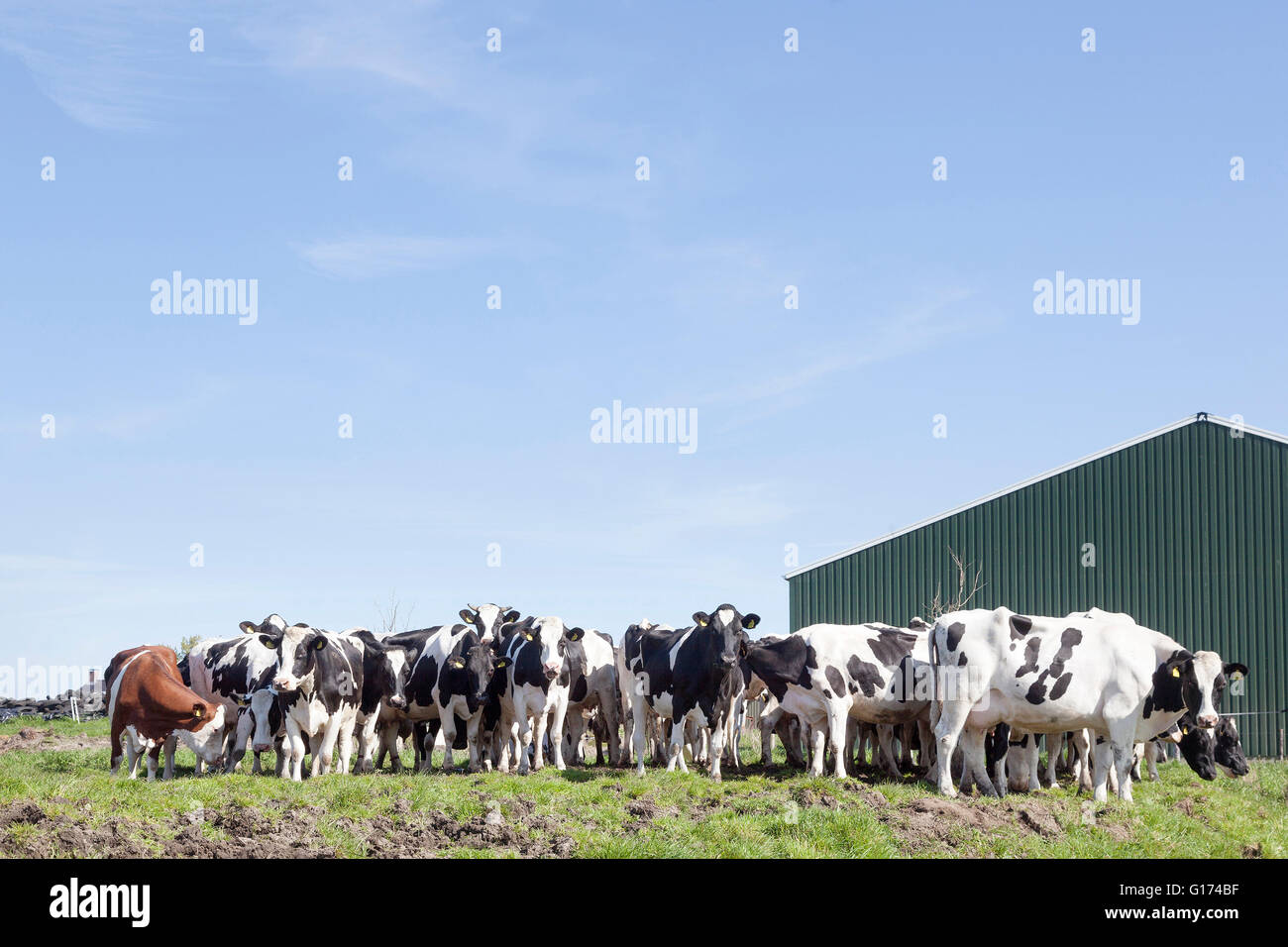 black and white cows in meadow with blue sky Stock Photo - Alamy