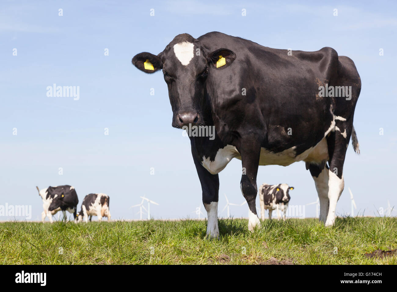 black and white cows in meadow with blue sky Stock Photo - Alamy