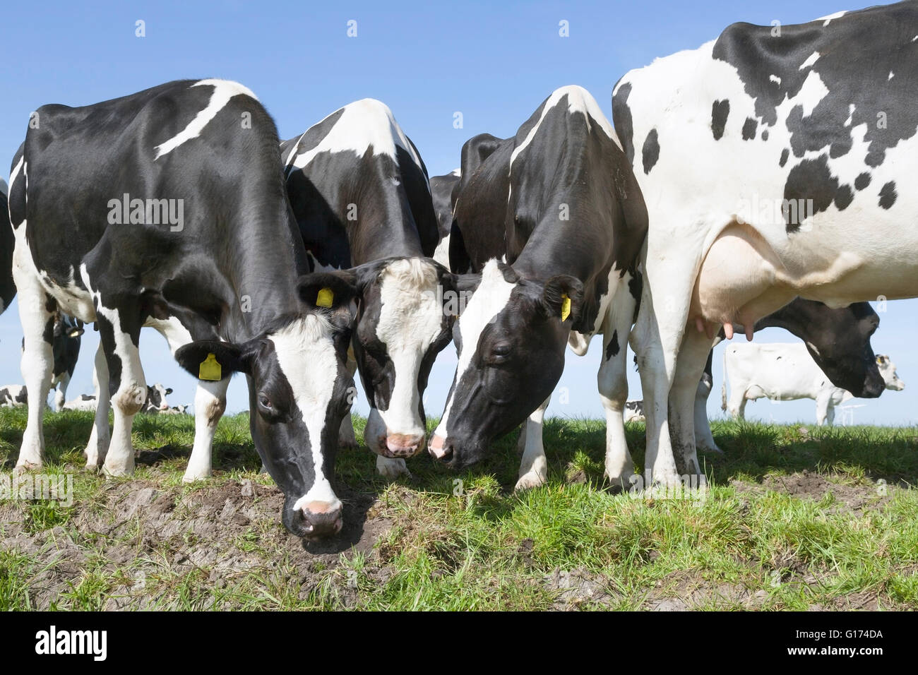 black and white cows in meadow with blue sky Stock Photo - Alamy