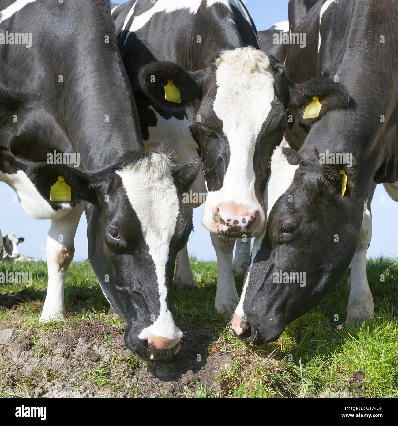 black and white cows in meadow with blue sky Stock Photo - Alamy