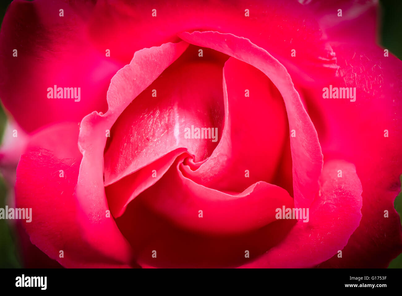 A close up of a red rose Stock Photo - Alamy