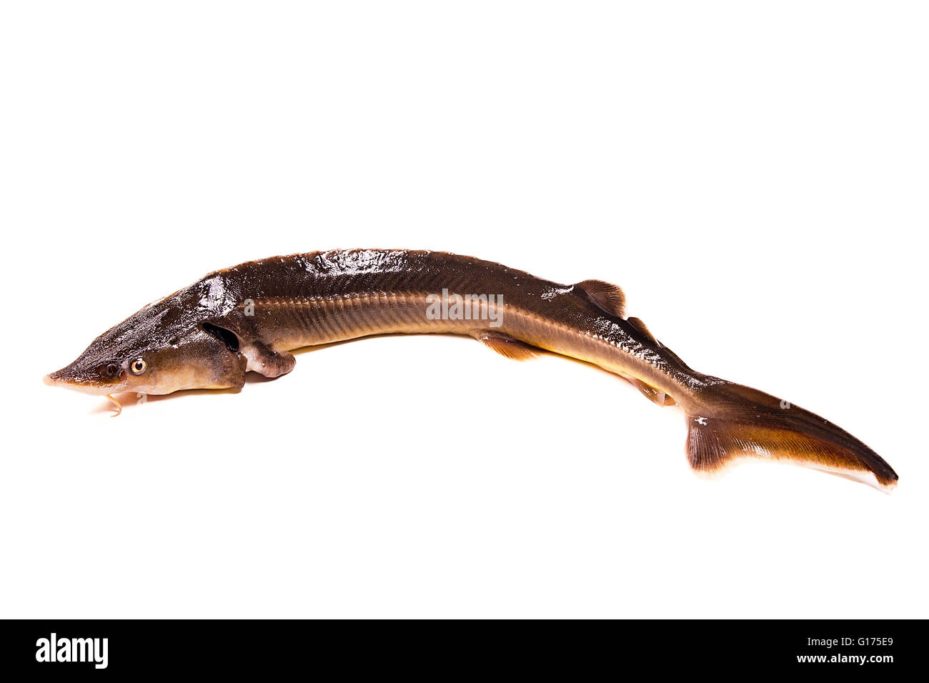 Fresh small sturgeon fish isolated on white background. Fresh sterlet fish just taken from the water. Stock Photo