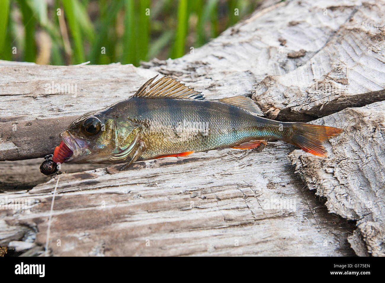 Perch fish just taken from the water on natural background. Perch fish with silicon bait. Stock Photo