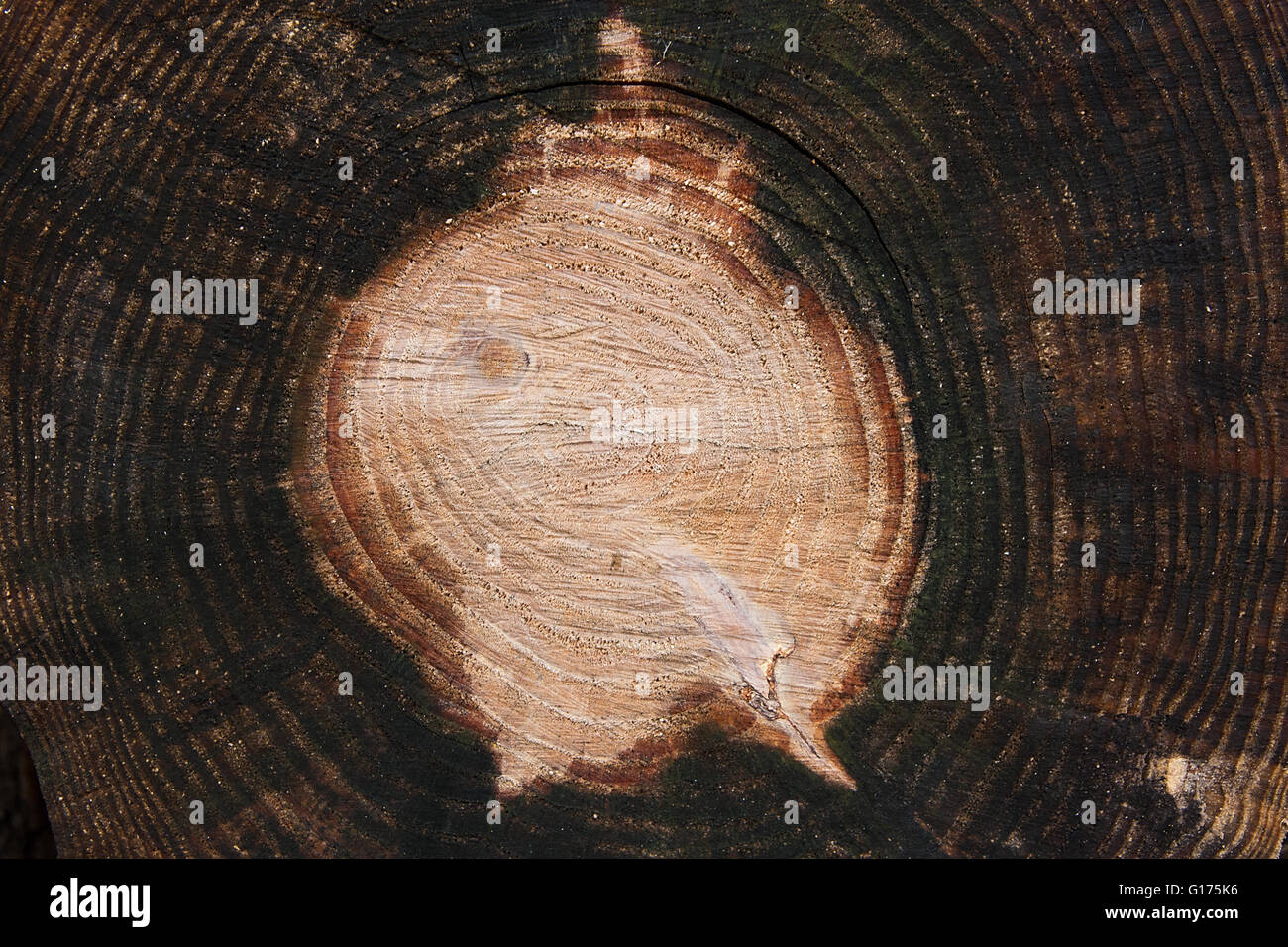 Close up view of cross section of tree trunk showing growth rings ...