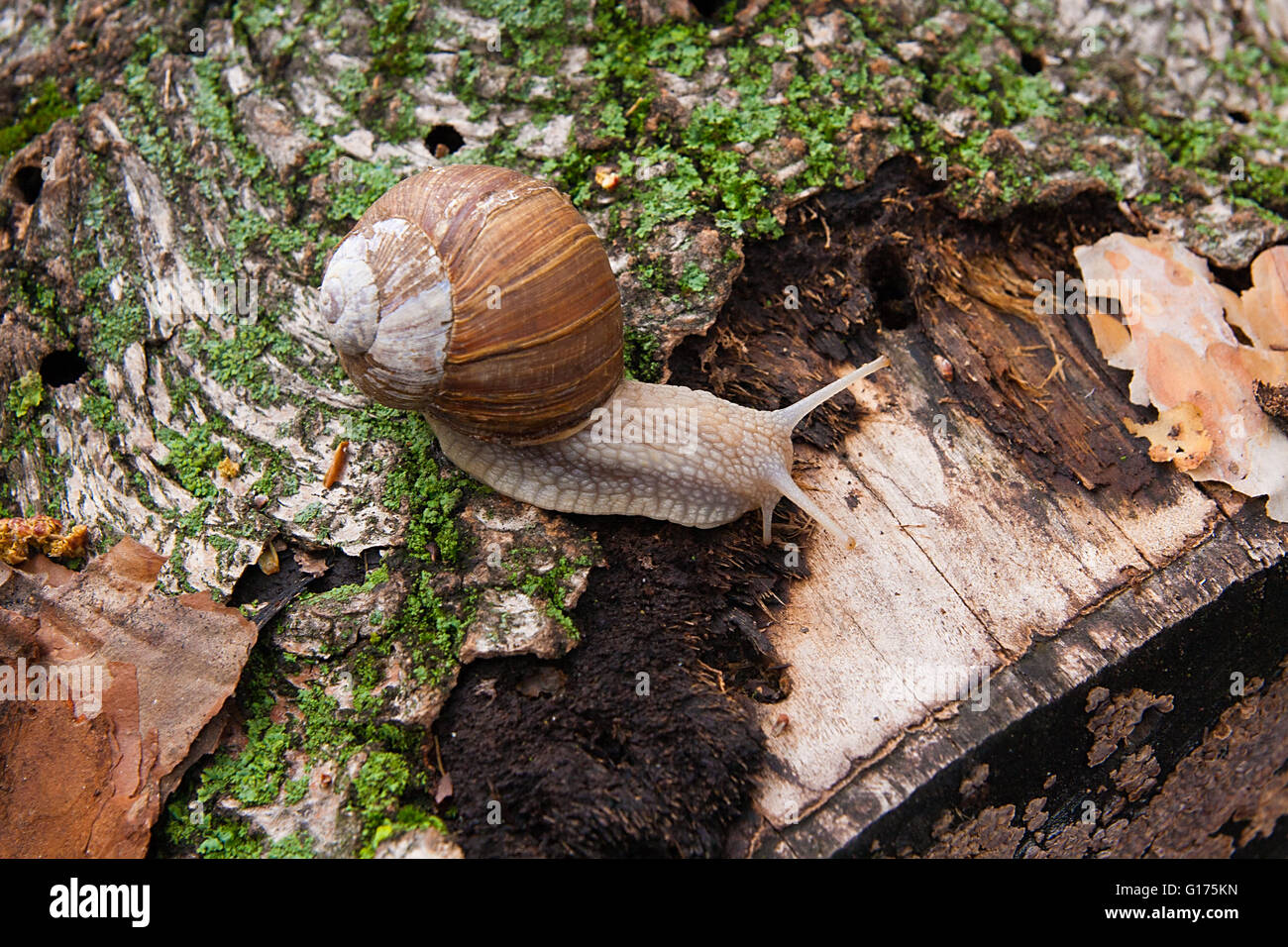 Burgundy snail (Helix pomatia, Roman snail, edible snail, escargot) crawling on its road. Close up view of brown tree bark Stock Photo