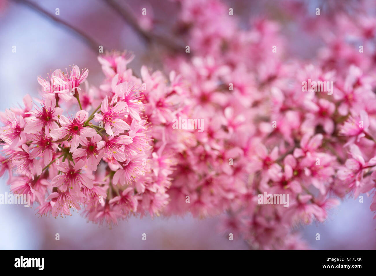 Beautiful pink Sakura flower blooming background Stock Photo Alamy