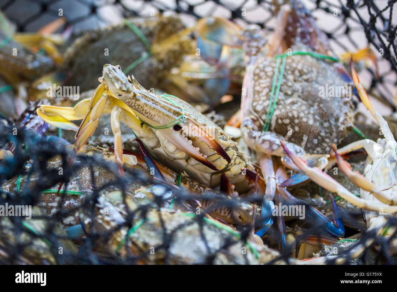 Crab is catched in the basket Stock Photo