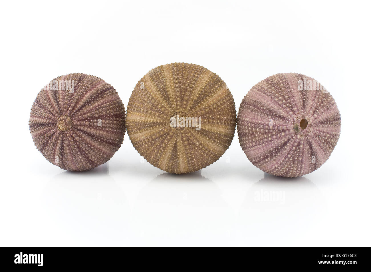 Three sea urchin shells isolated on white Stock Photo