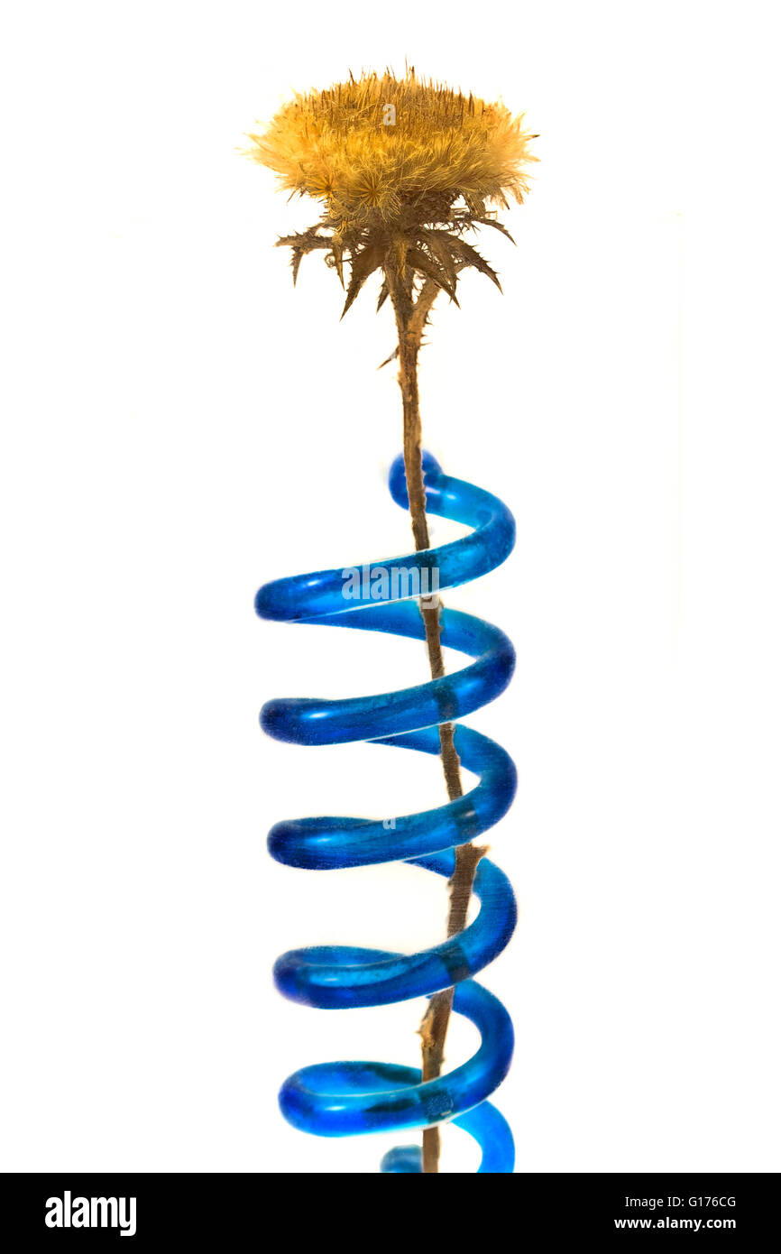 Dry flower and spiral water isolated on white Stock Photo Alamy