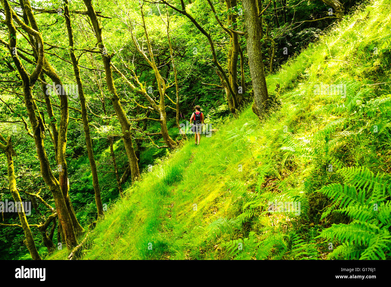 Walking in sheltered woodland in Roeburndale in the Forest of Bowland Lancashire England Stock Photo